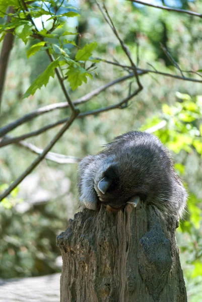 Sleeping Raccoon — Stock Photo, Image