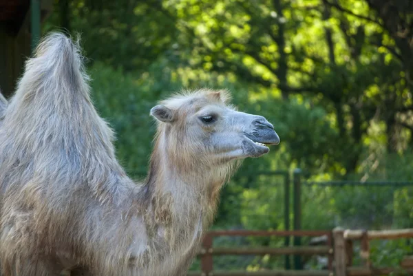 Kamel auf grünem Hintergrund — Stockfoto