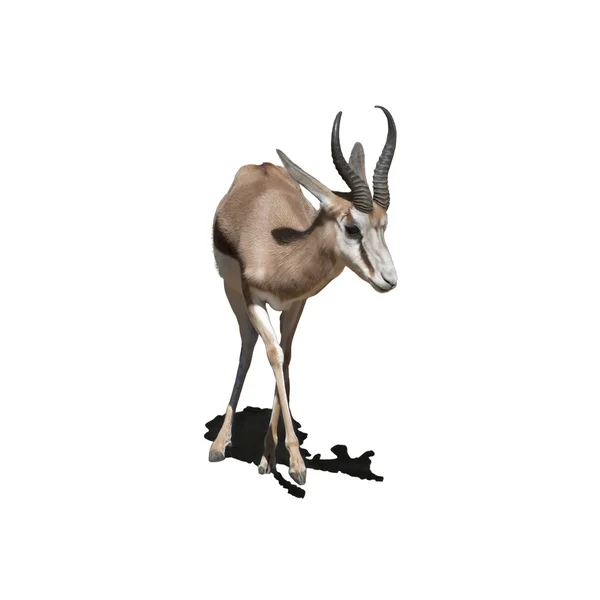 Antilop bebek — Stok fotoğraf