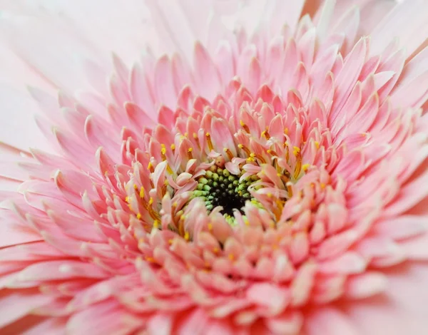 Pink African daisy — Stock Photo, Image