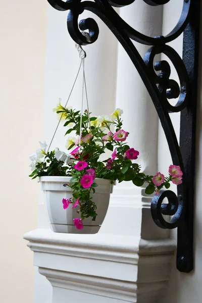 Hanging pot dengan bunga — Stok Foto