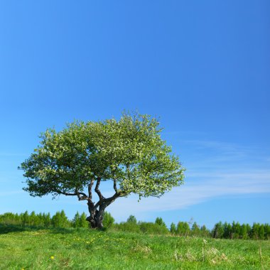 Alone tree clipart