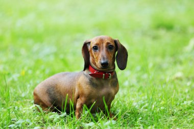 Dachshund clipart