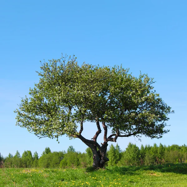 Allein Baum — Stockfoto