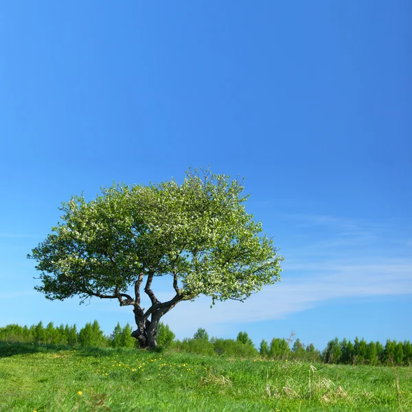 Árvore sozinho — Fotografia de Stock