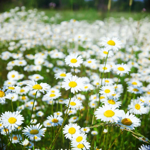 Field with white daisies under sunny sky — Stock Photo, Image