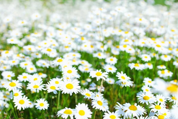 在晴朗的天空下的白色雏菊的字段 — 图库照片