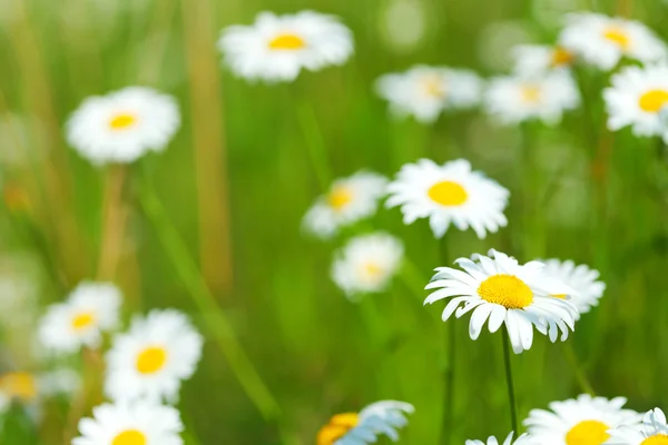 Field with white daisies under sunny sky — Stock Photo, Image