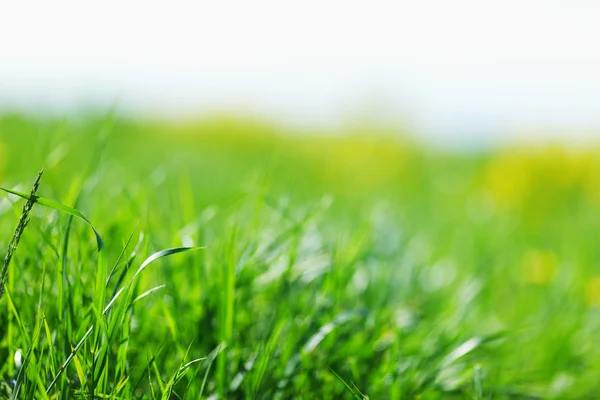 Nová jarní zelená tráva pro design — Stock fotografie
