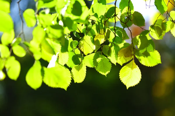 Drzewa liści i słońce — Zdjęcie stockowe