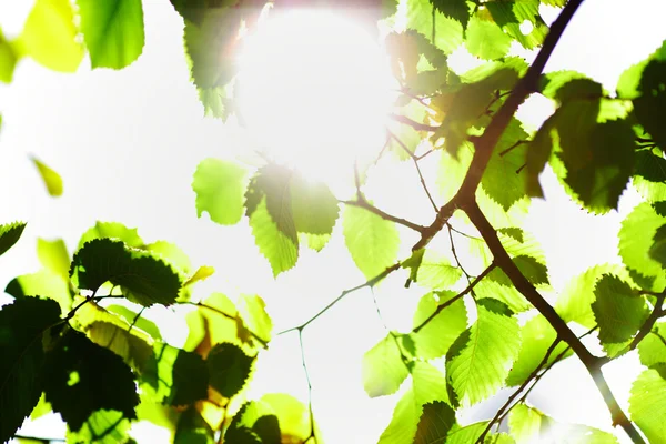 Follaje del árbol y sol — Foto de Stock