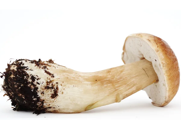 Belo cogumelo boleto — Fotografia de Stock