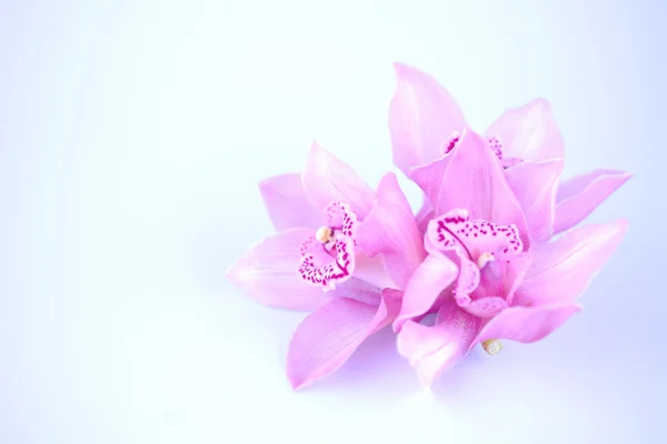 Mooie roze orchid tegen blauwe achtergrond — Stockfoto