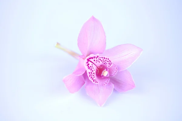 Schöne rosa Orchidee vor blauem Hintergrund — Stockfoto