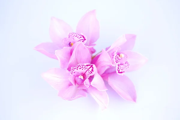Beautiful pink orchid against blue background — Stock Photo, Image