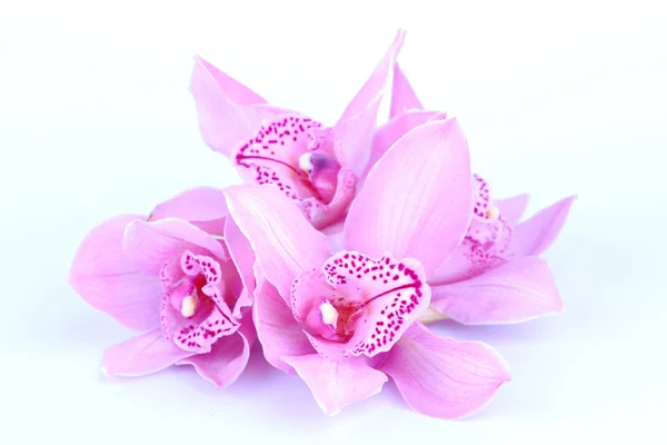Mooie roze orchid tegen blauwe achtergrond — Stockfoto