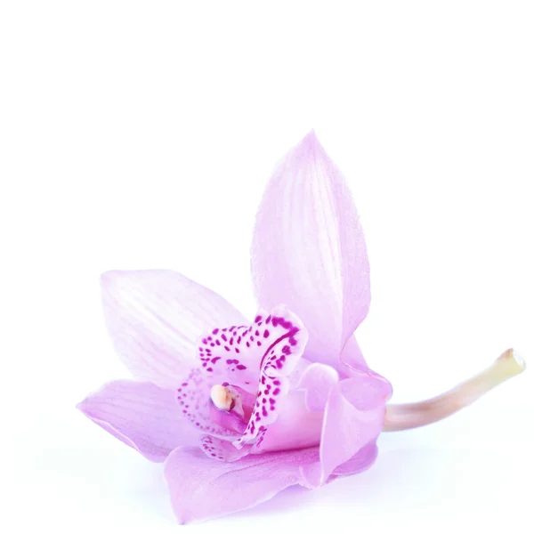 Όμορφου orchid ροζ μπλε φόντο — Φωτογραφία Αρχείου