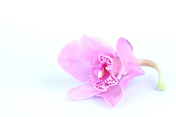 Beautiful pink orchid against blue background — Stock Photo, Image