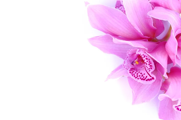 Hermosa orquídea rosa sobre fondo azul — Foto de Stock