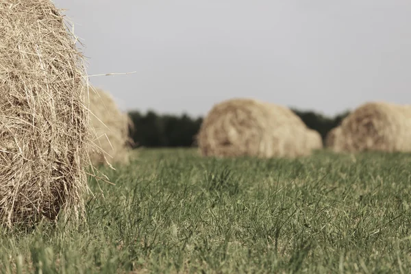 Rolling haystack en el campo de verano —  Fotos de Stock