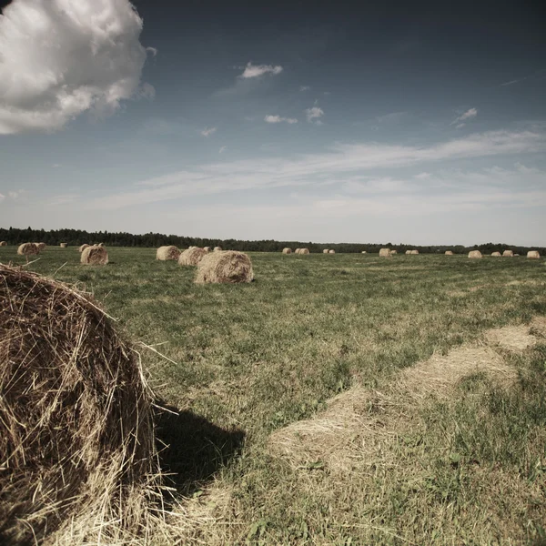 Rolling haystack en el campo de verano —  Fotos de Stock