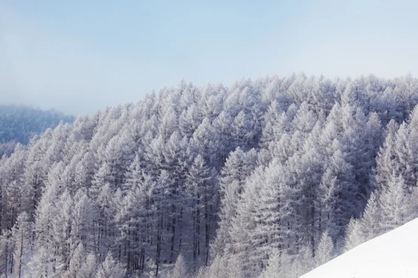 Ormanda kar — Stok fotoğraf