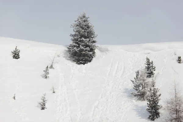 Erdő a hóban — Stock Fotó