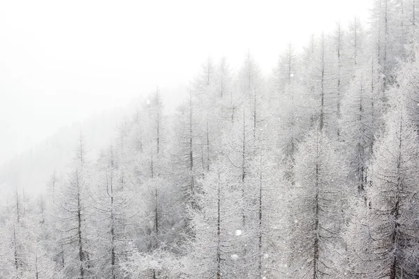 Bosque en nieve — Foto de Stock