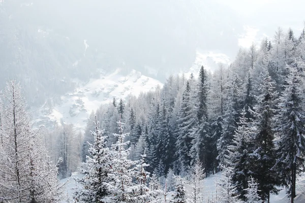 Floresta na neve — Fotografia de Stock