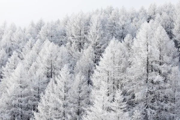 Wald im Schnee — Stockfoto