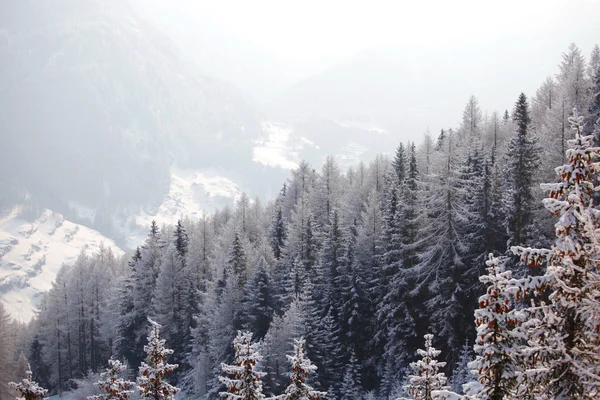 Skogen i snö — Stockfoto