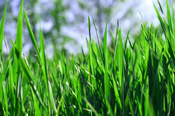 Green grass fild — Stock Photo, Image
