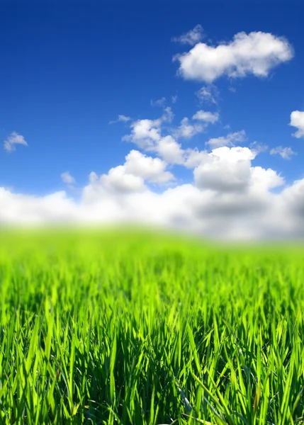 Зелёное травяное поле — стоковое фото