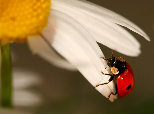 Uğur böceği üzerinde papatya — Stok fotoğraf