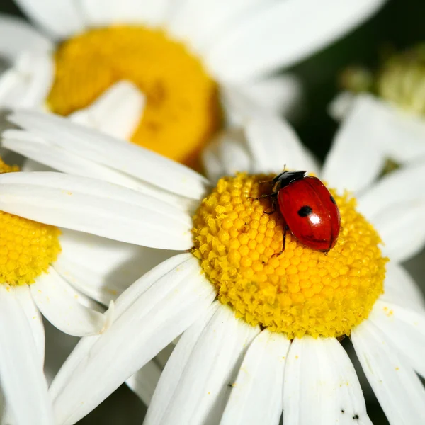 Ladybug pe mușețel — Fotografie, imagine de stoc