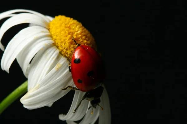 夏天瓢虫 — 图库照片