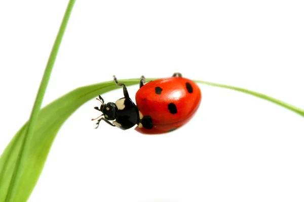 赤いてんとう虫 — ストック写真