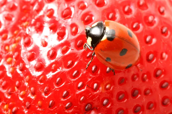 Ladybug gourmet — Stockfoto