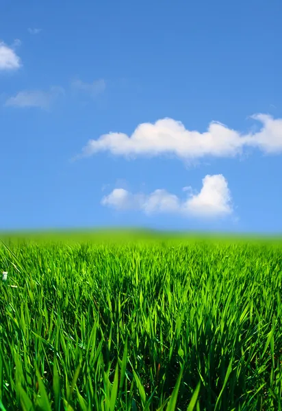 Paisagem de grama verde — Fotografia de Stock