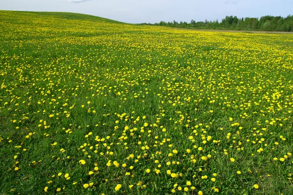 Dandelion landscape — Stock Photo, Image