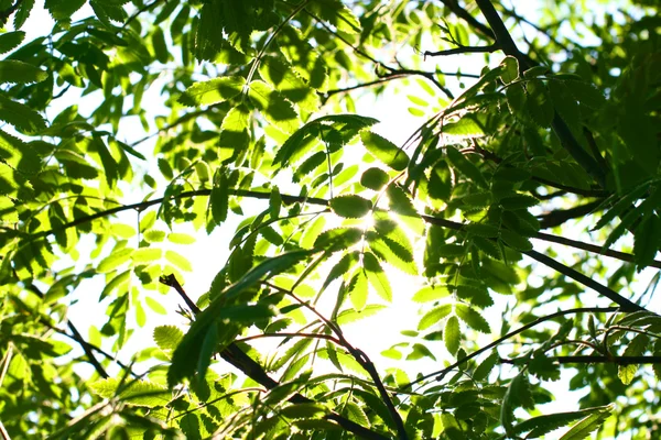 Güneş yeşil yaprakları — Stok fotoğraf