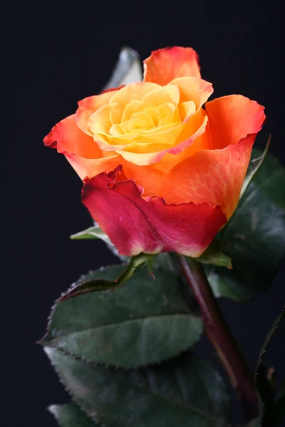 Vacker ros — Stockfoto