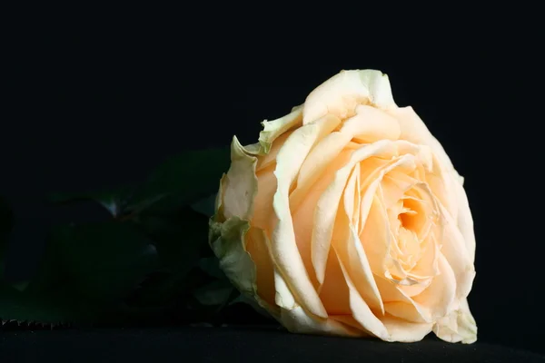 Τριαντάφυλλο της αγάπης — Φωτογραφία Αρχείου