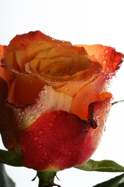 Bela rosa — Fotografia de Stock