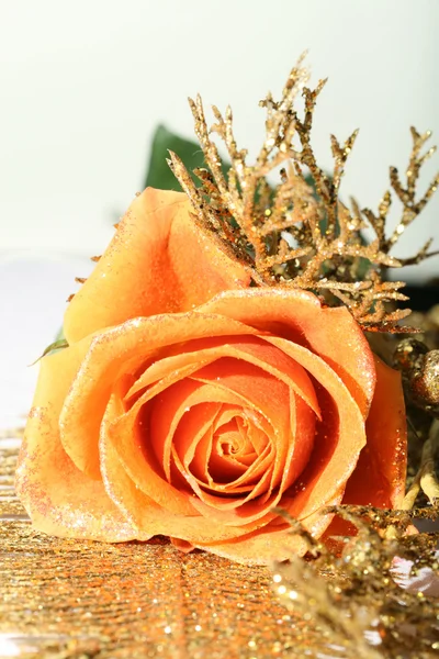 美丽的玫瑰 — 图库照片