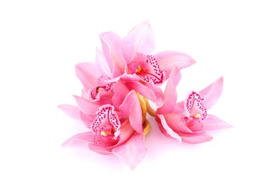 Orchid isolated clipart