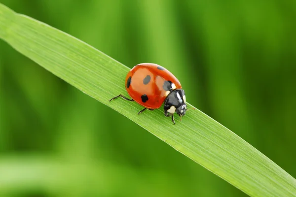 Kumbang kecil di rumput — Stok Foto