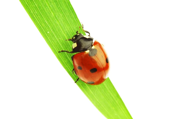 草の上のてんとう虫 — ストック写真
