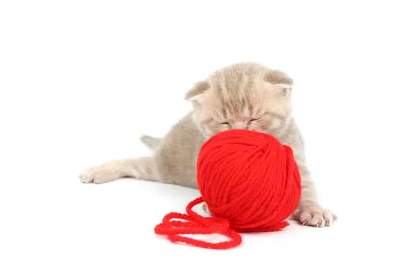 Cat and red wool ball — Stock Photo, Image