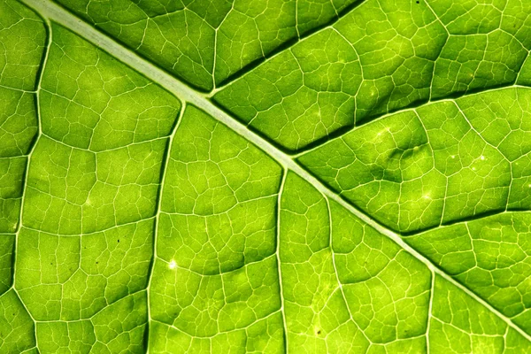 Zbliżenie zielonych liści — Zdjęcie stockowe